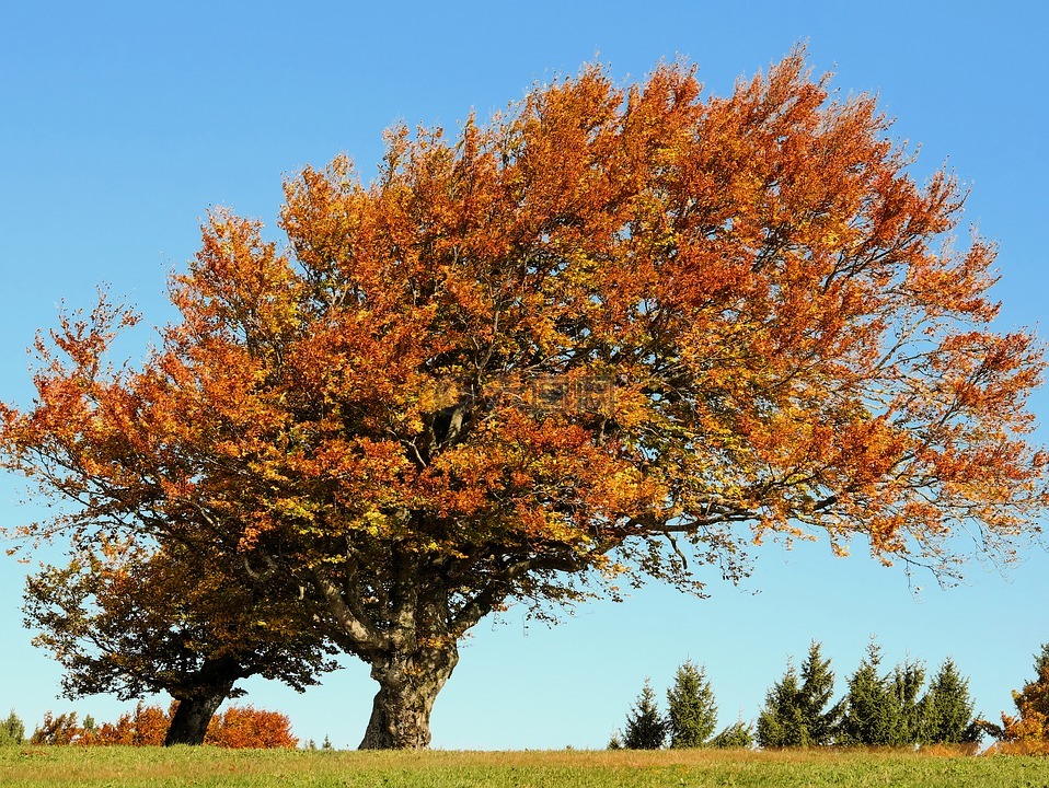 树,榉木,秋季