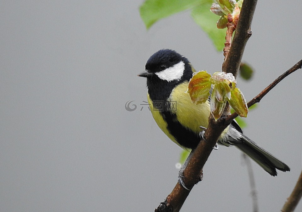 大山雀,parus 主要,鸟