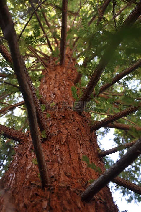 猛犸象松,植物园,夏季