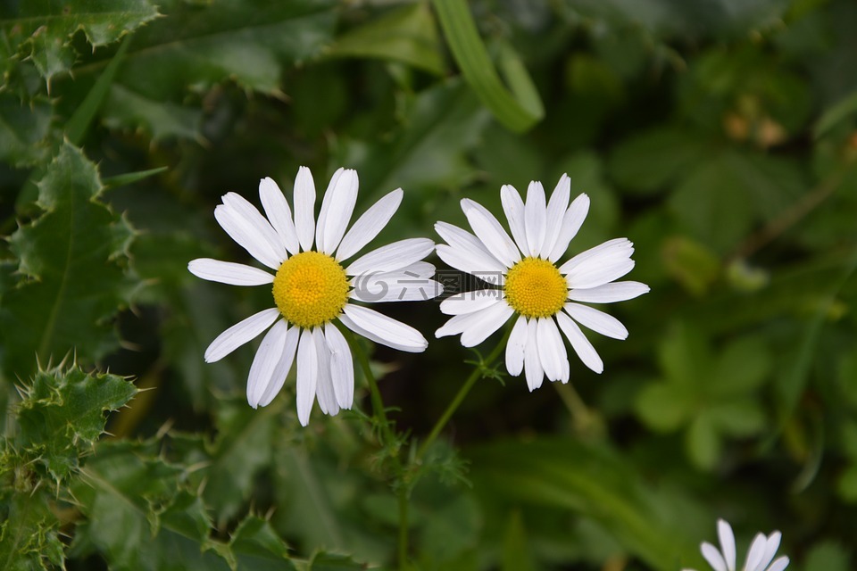 雏菊,白色的花,性质