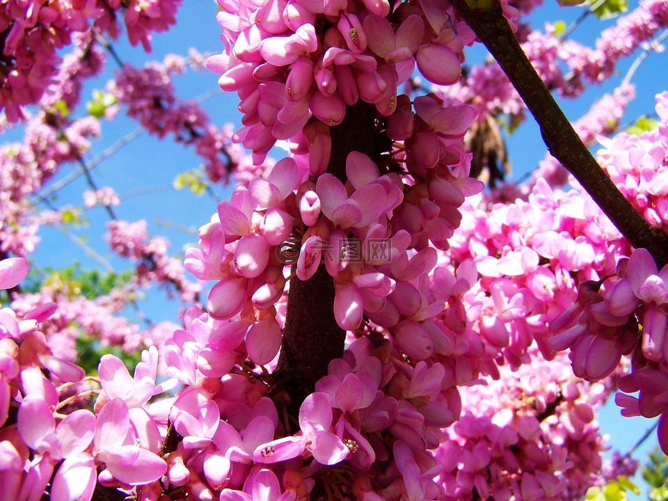 花灌木,春天,粉色花