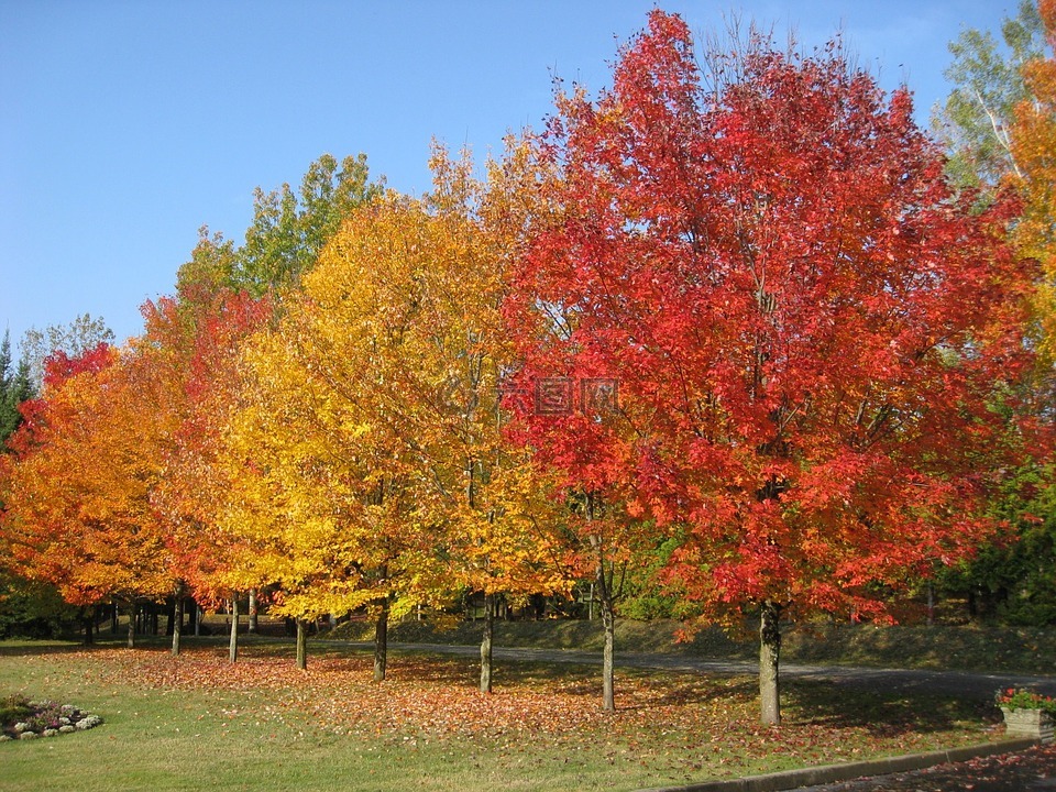 树,叶,颜色
