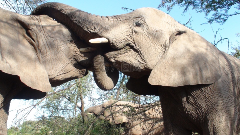 大象,接吻,野生
