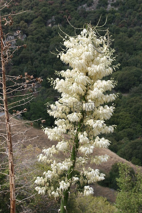 含羞草,花,花瓣