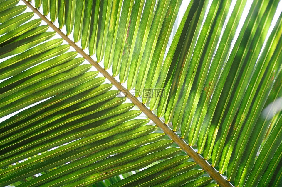 椰子叶,棕榈,热带