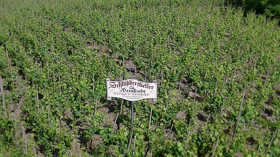葡萄园,德国,葡萄种植