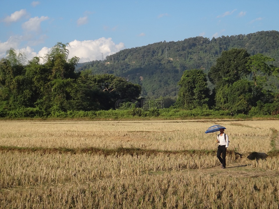 老挝,字段,步行