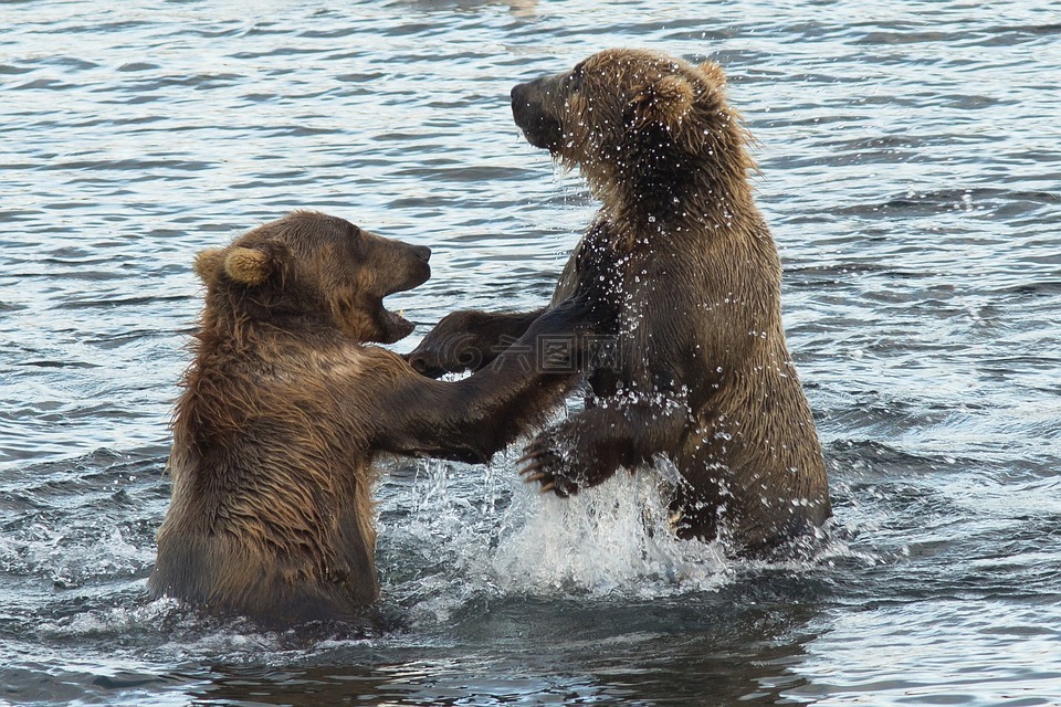 科迪亚克棕熊,水,站在