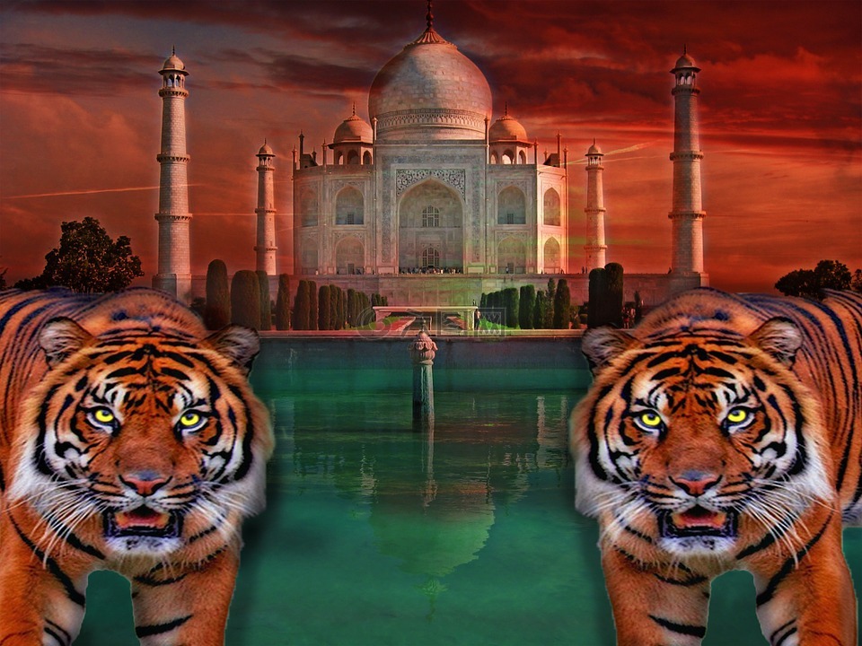 泰姬陵,虎,印度