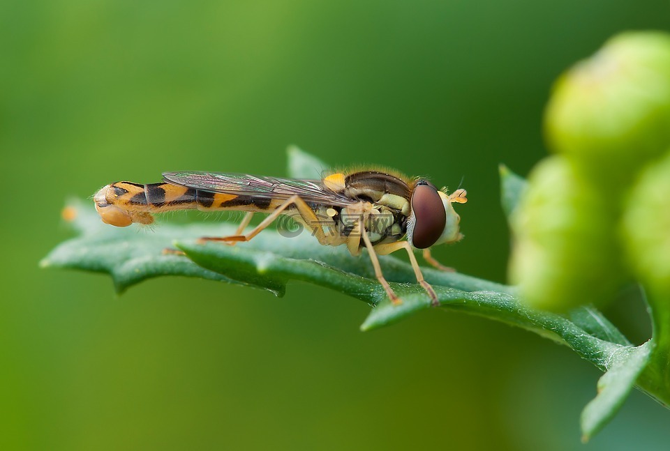 昆虫,hoverfly,夏季