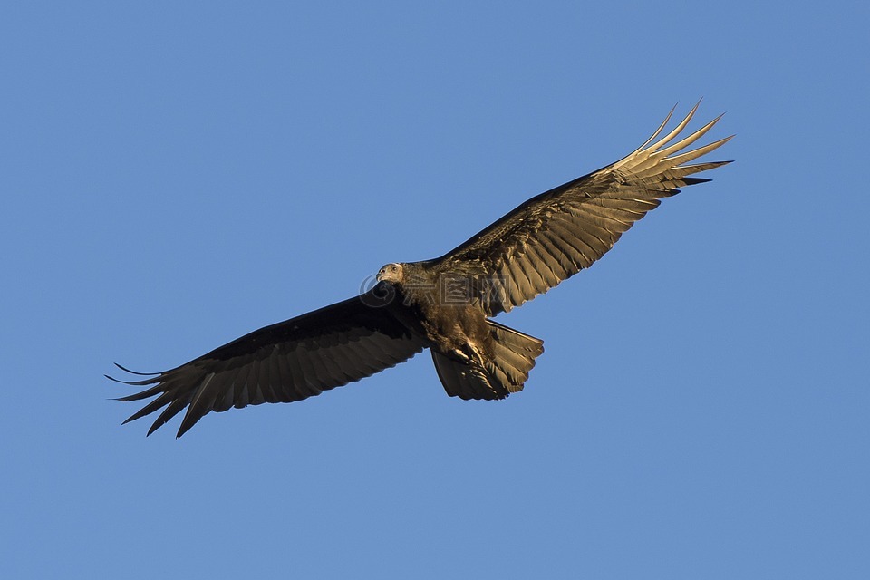 土耳其秃鹫,鸟,野生动物