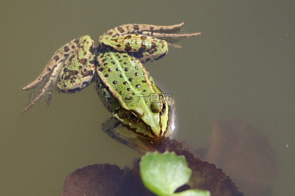 青蛙,普通的青蛙,绿色