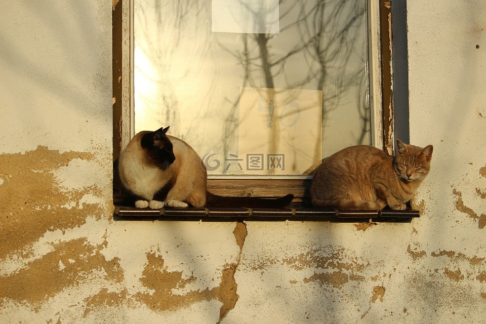 猫,窗口,秋天的太阳