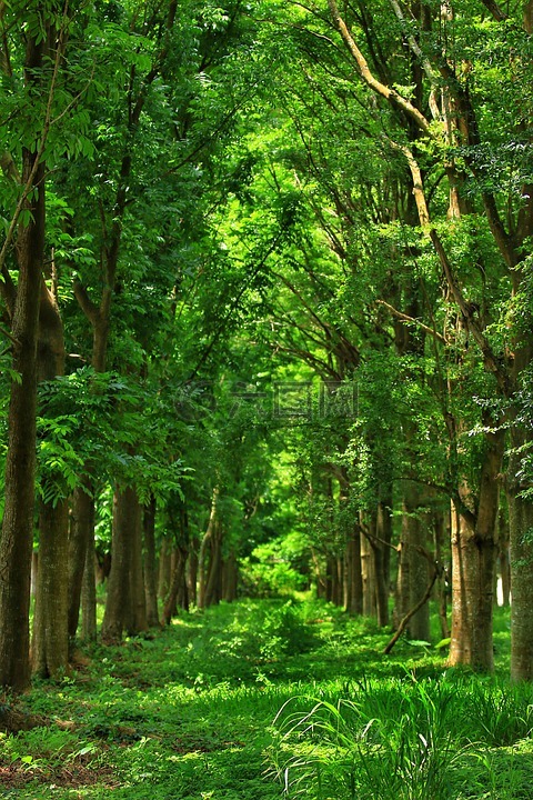 樹林,森林,大自然