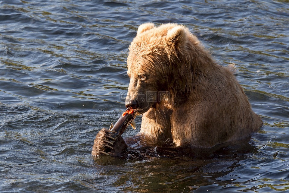 科迪亚克棕熊,吃,鱼