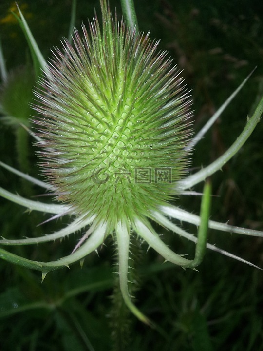 teasel,teazel,续断