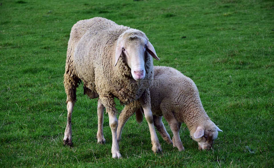 羊,母亲和儿童,母羊