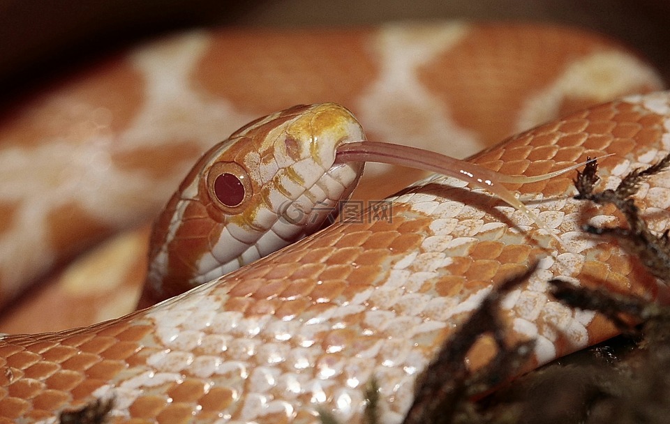 玉米蛇,pantherophis guttatusschlange,蛇