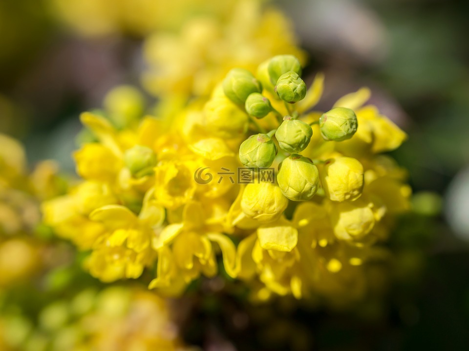 小檗,小檗花,芽