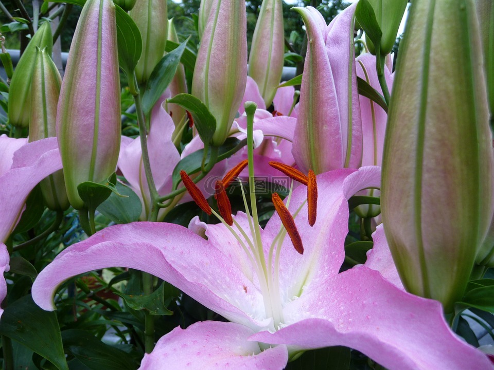 百合花,鮮花,開花