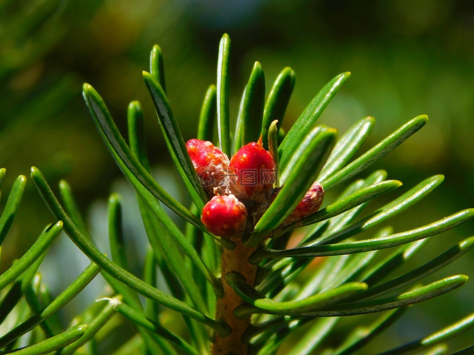 裸子植物針針葉樹