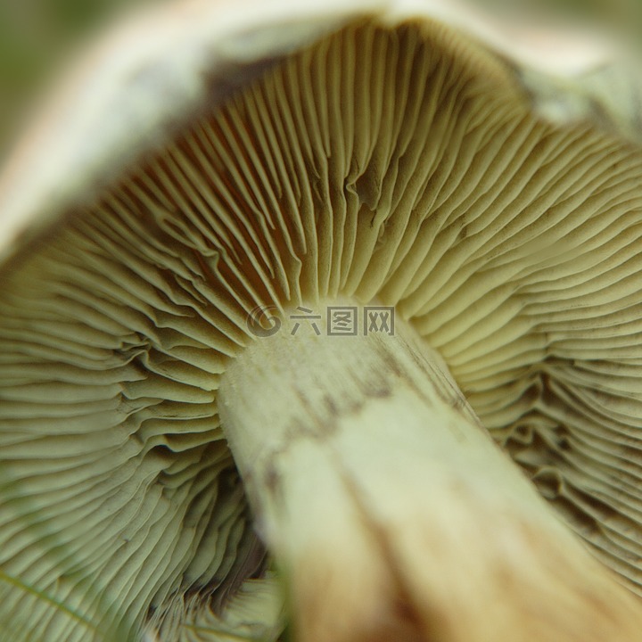 蘑菇,层状,秋季