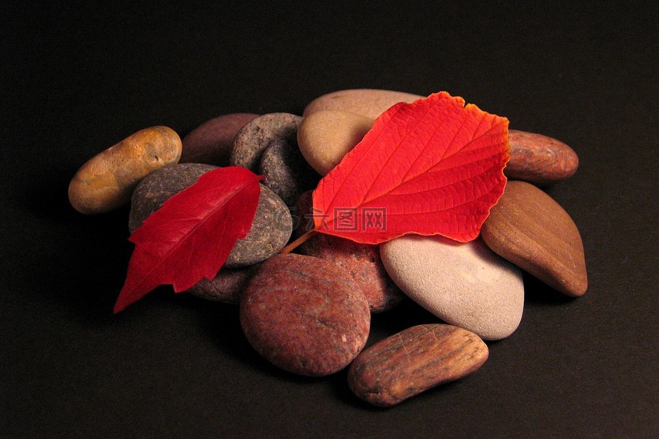 叶子,石头,秋季