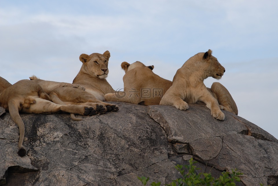 狮子,塞伦盖蒂,坦桑尼亚