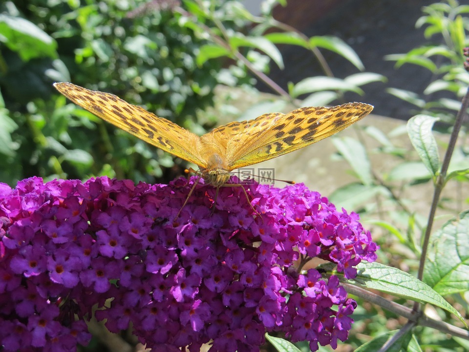 蝴蝶,密刺,紫色的小花