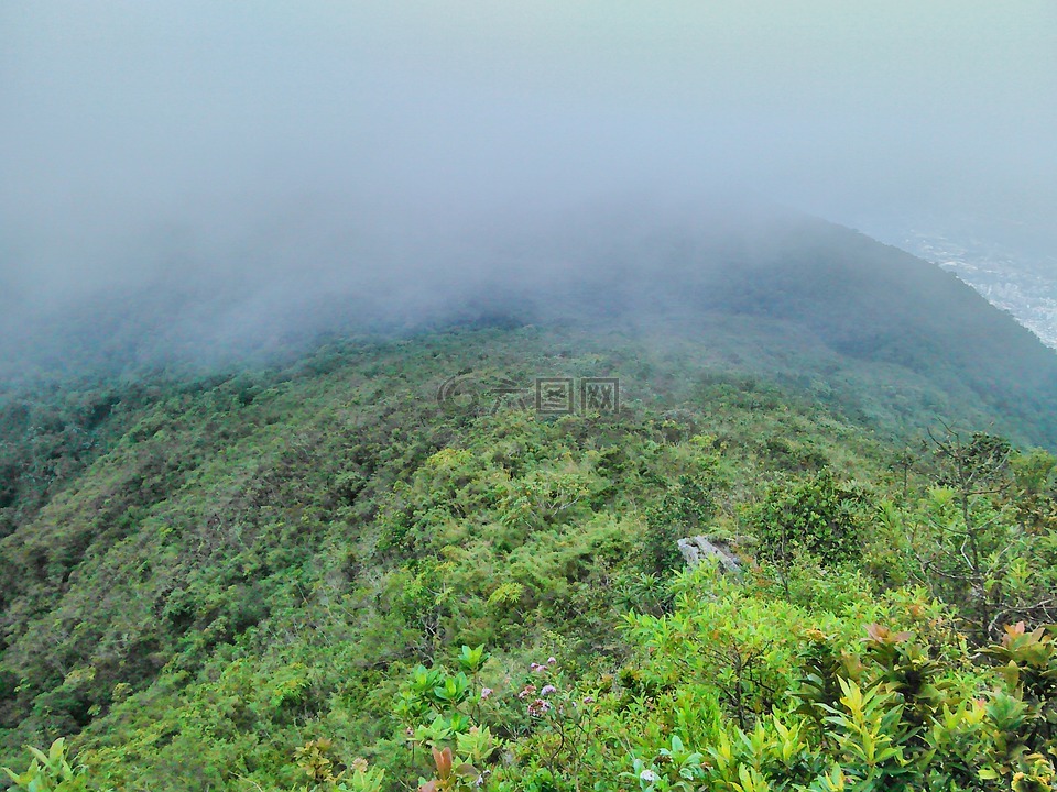 植被,雾,加拉加斯