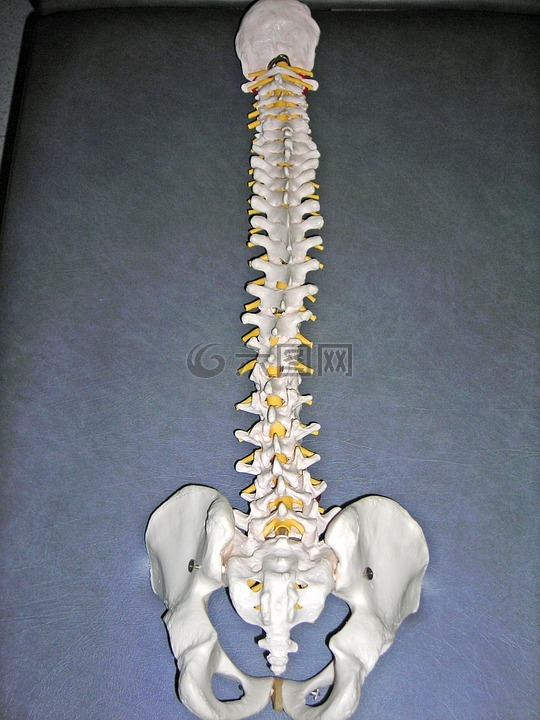 脊柱,骨架,骨骼