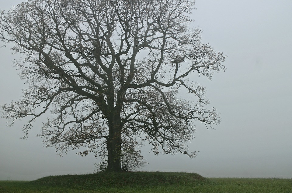 树,雾,影子