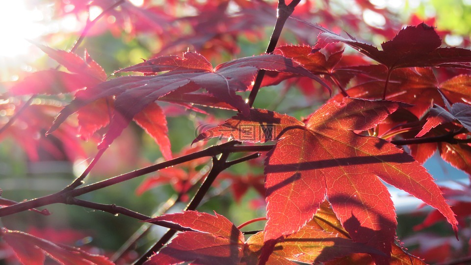 秋季,日本枫树,树
