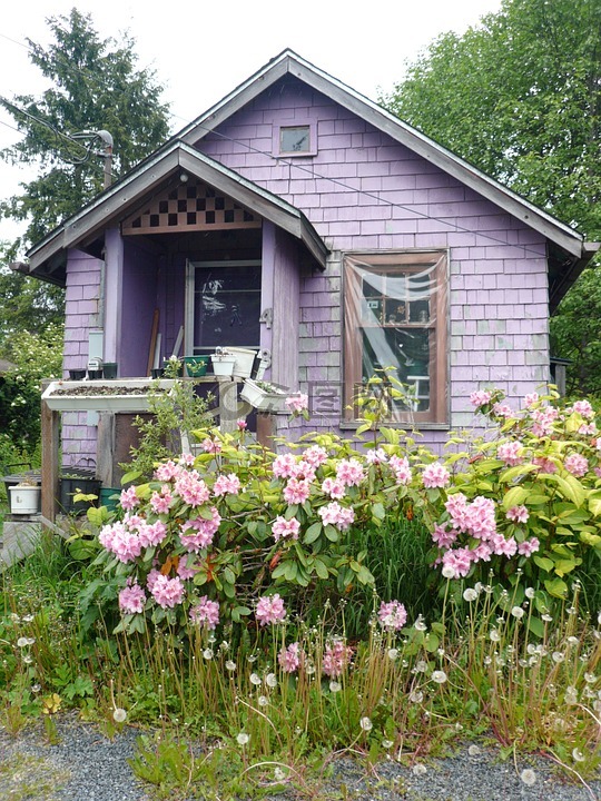 阿拉斯加州,鲜花,房子