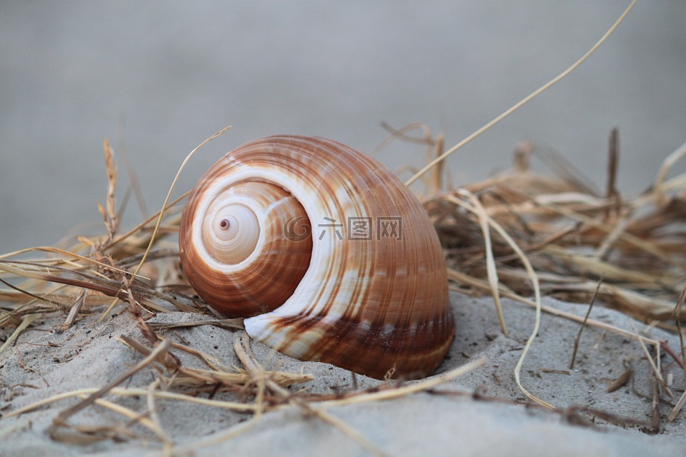 壳,蜗牛壳,蜗牛