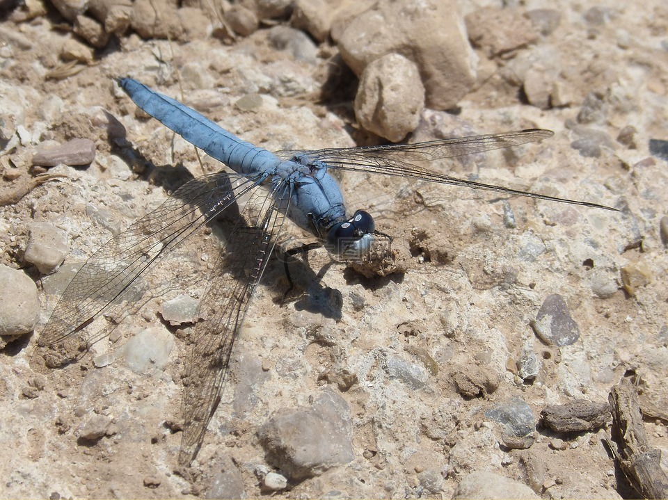 蓝蜻蜓,灰蜻属brunneum,飞虫