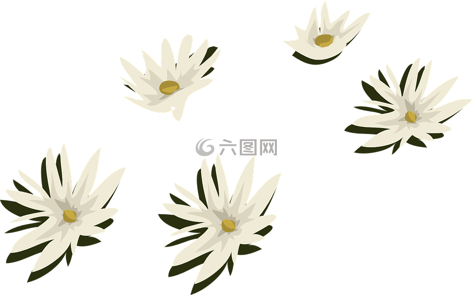 睡莲,白,鲜花