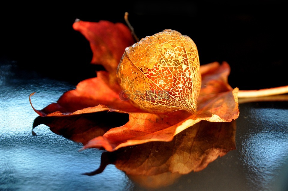 秋季,酸浆,lampionblume
