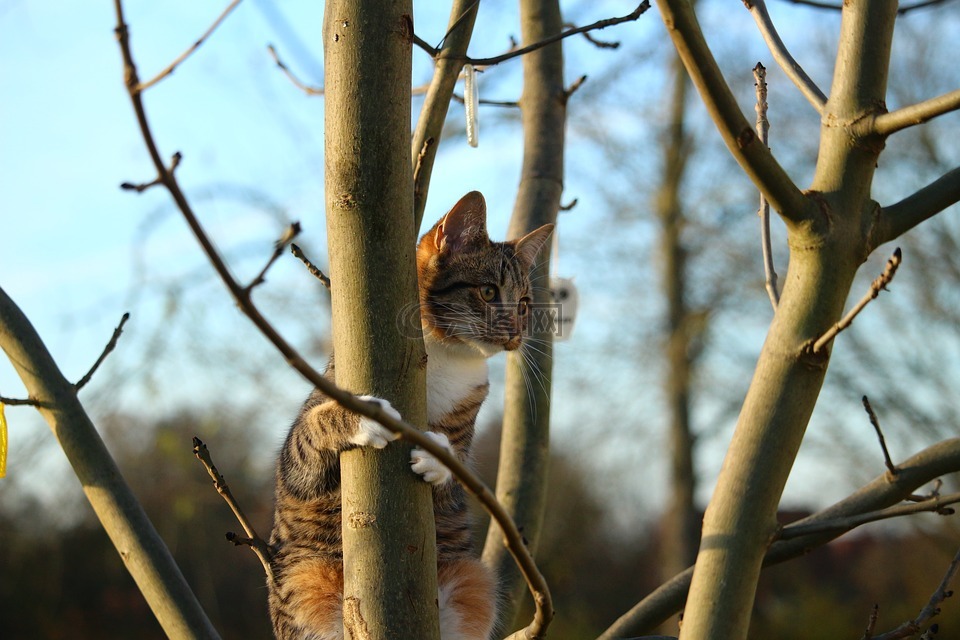 猫,树,爬