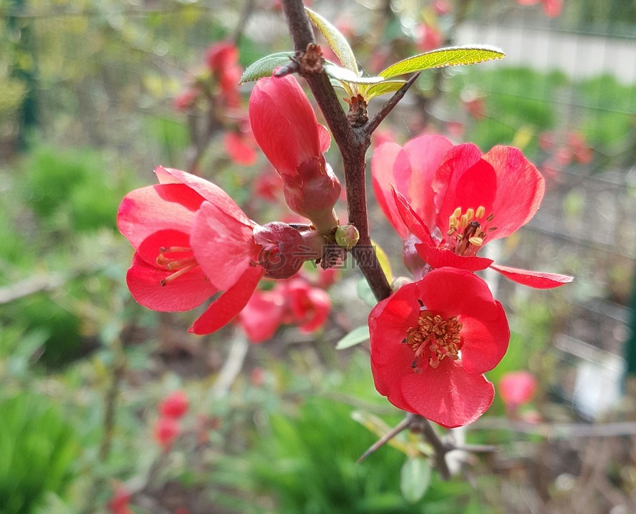 木瓜桐 nakai 甜,红花,冬之花