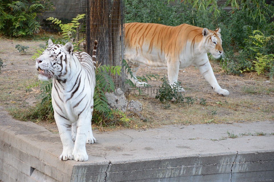 虎,白虎,动物园