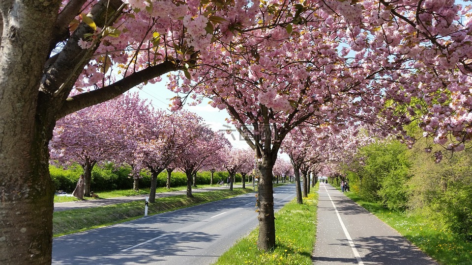 苹果树开花,春天,马格德堡