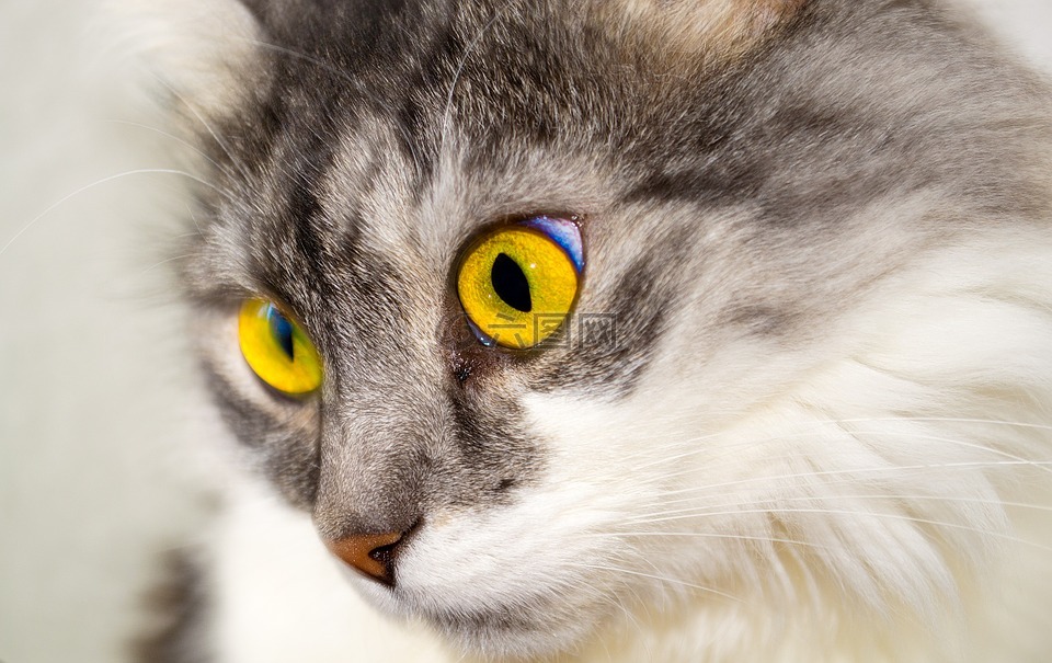 猫,眼睛,面对