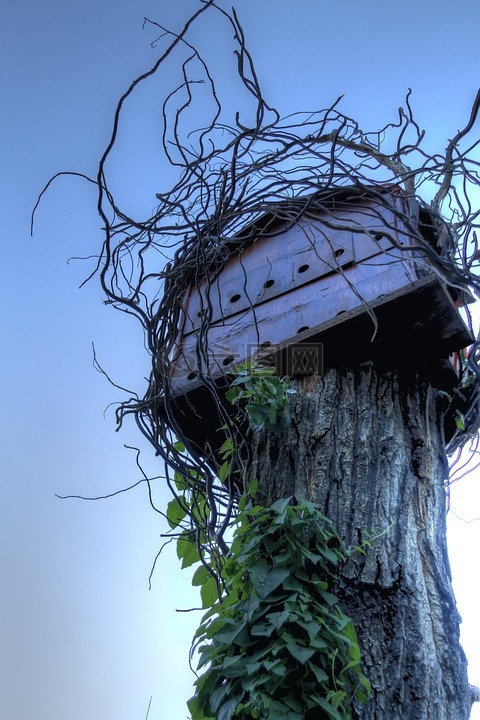 育雏,树屋,自然