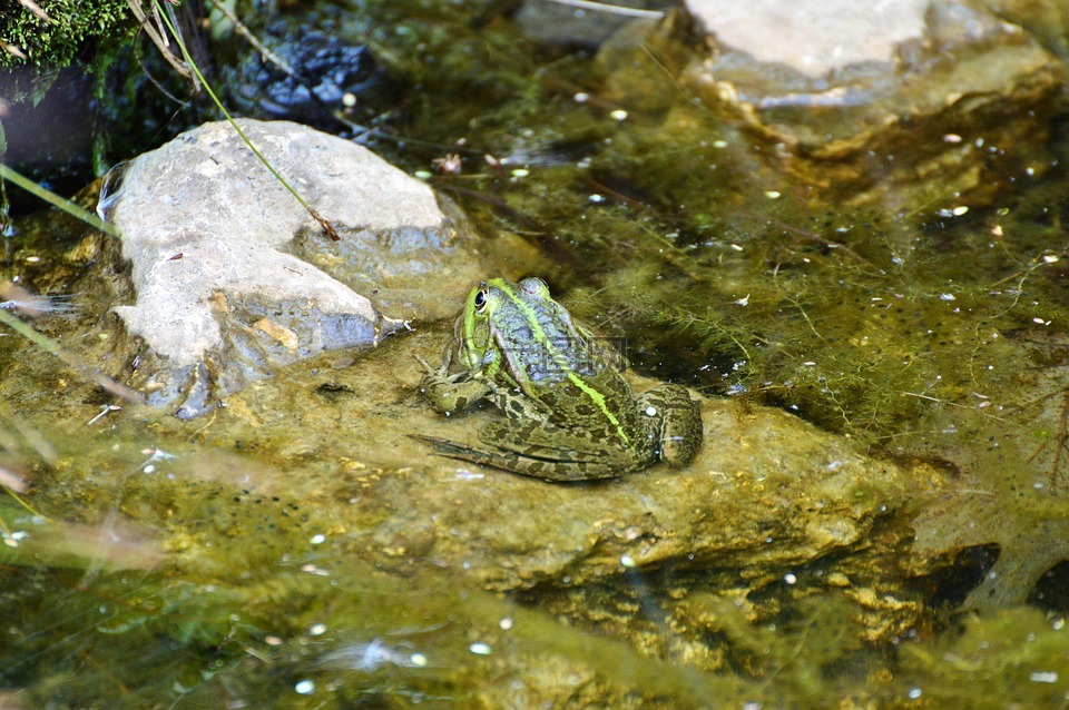青蛙,池塘,花园池塘
