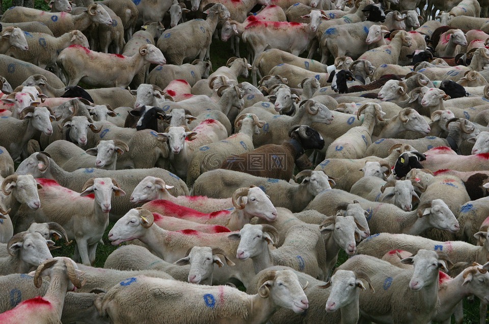 牛群,羊,羊-羊群