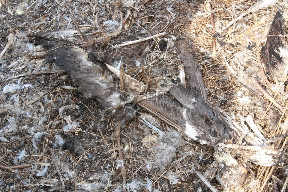 死亡,羽毛,鸟