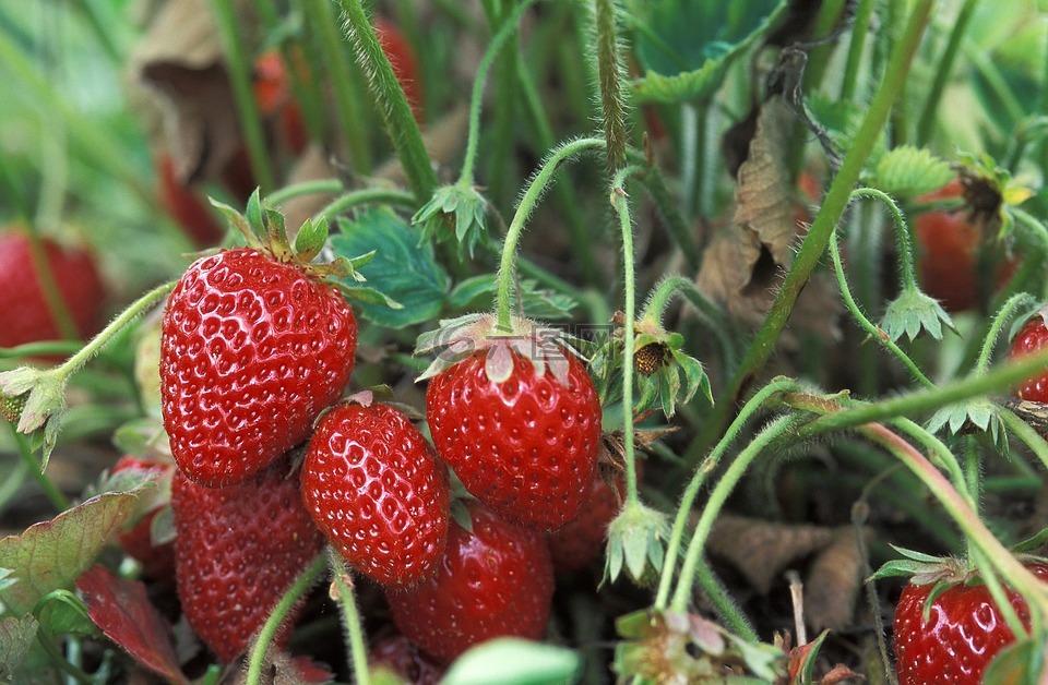 新鲜的草莓,成长,特写