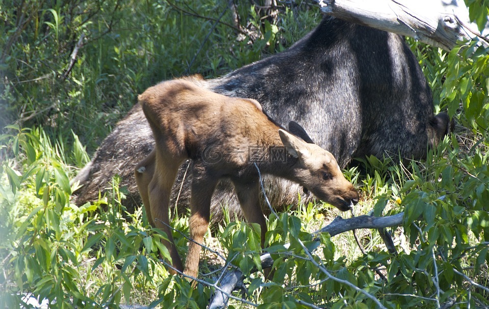 驼鹿,婴儿,怀俄明州