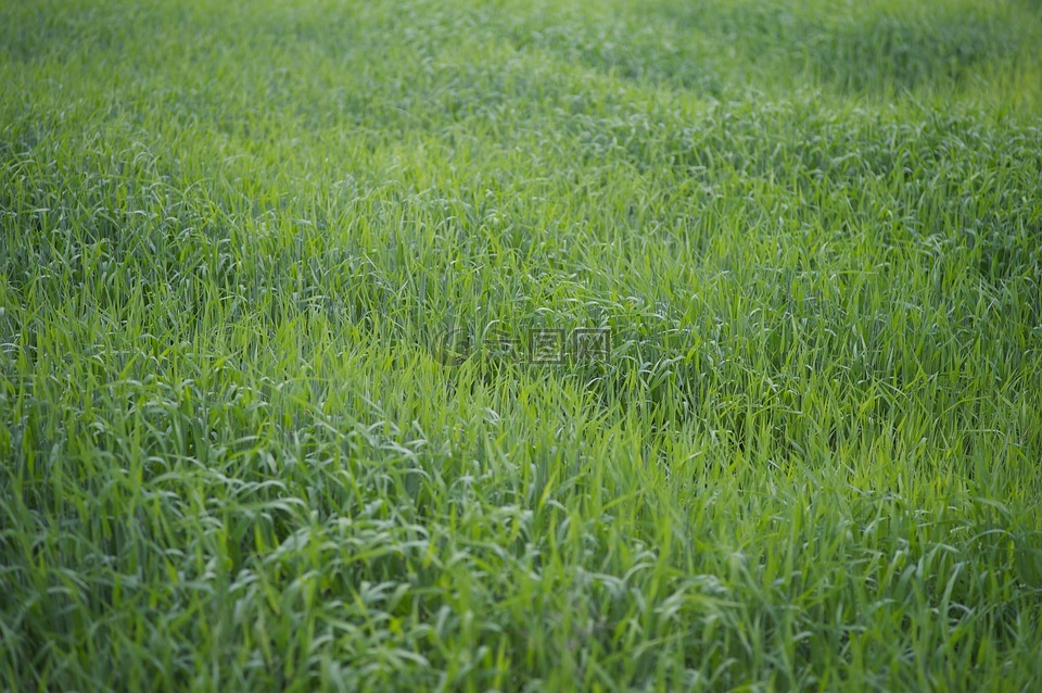 玉米田,初夏,绿色